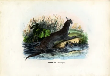 Lontra de rio euro-asiática, 1863-79